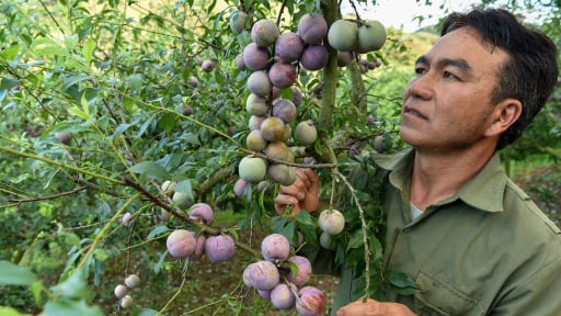 Phân bón Lâm Thao góp phần xây dựng thương hiệu mận Lao Khô