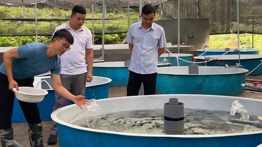 Chàng trai lặng lẽ nuôi cá tầm bằng công nghệ bể nổi giữa rừng sâu