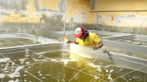 Thủ phủ tôm giống công nghệ cao: [Bài 3] Những việc cần làm để phát triển bền vững