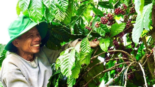 Specialty coffee helps Vietnam agribusinesses conquer the EU market