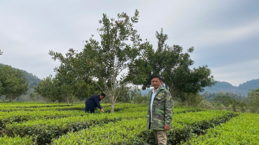 Xen canh mắc ca, nhân đôi thu nhập