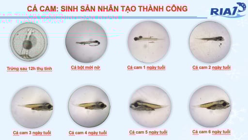 Cá cam, cá nhụ bốn râu mở cơ hội đa dạng hóa đối tượng nuôi biển