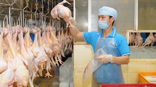 Indonesia siết kiểm dịch động vật, doanh nghiệp phải khai báo trước khi xuất khẩu