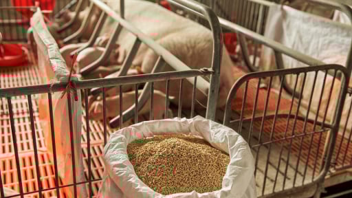 CJ Feed&Care: Tối ưu FCR, định hướng tương lai ngành chăn nuôi Việt Nam