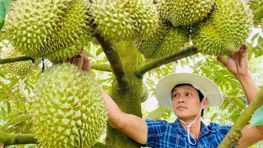 Thủ tướng chỉ đạo quản lý chặt diện tích, mã số vùng trồng sầu riêng