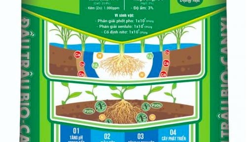Thực trạng canxi đất lúa vùng ĐBSCL từ chương trình 'Canh tác lúa thông minh'