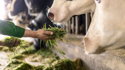 Vinamilk ‘mở khóa' tự nhiên tại Green Farm: Mô hình sinh thái truyền cảm hứng