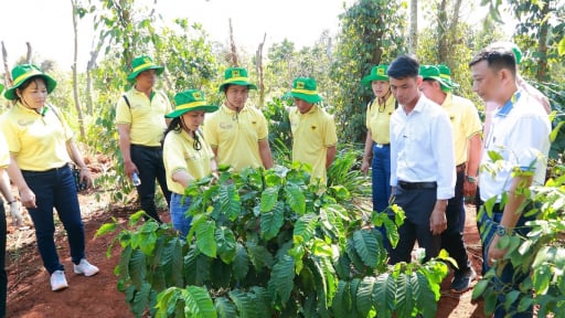 Khai phá tiềm năng cà phê: Hành trình mới cùng canh tác cà phê thông minh