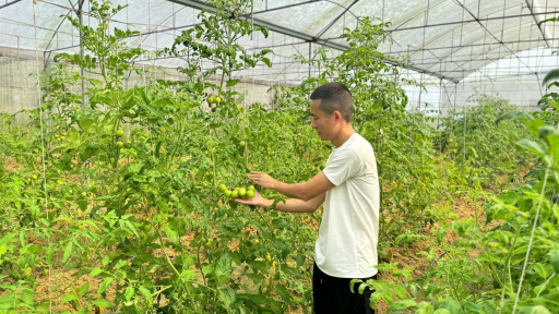 Thanh niên tiên phong làm nông nghiệp hữu cơ ở Thành Sen
