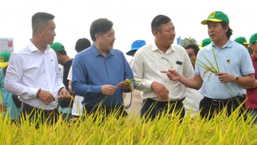 The rice fields that ‘pave the way’ for scaling up One Million Hectares Rice Project