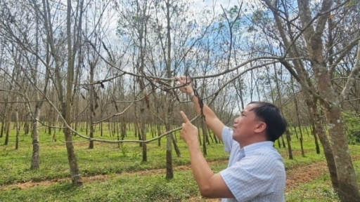 Hàng nghìn ha cao su bị rụng lá, khô cành