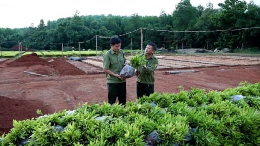 'Cuộc chiến' giữ rừng phòng hộ: [Bài 4] Nhân rộng diện tích rừng FSC