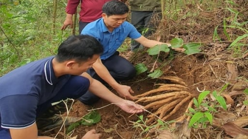 Để dược liệu dưới tán rừng ‘cất cánh’