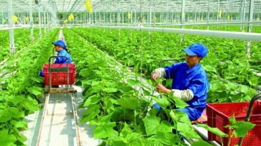 Thanh Hóa có 32 mô hình hợp tác xã nông nghiệp ứng dụng công nghệ cao