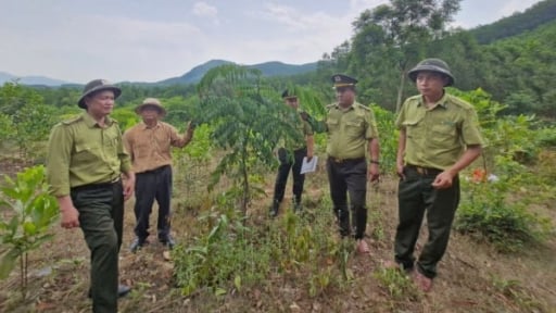 Đà Nẵng 'gác lợi nhuận', phủ xanh rừng bằng cây gỗ lớn