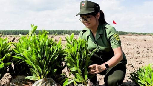 Phát động trồng cây phủ xanh rừng phòng hộ