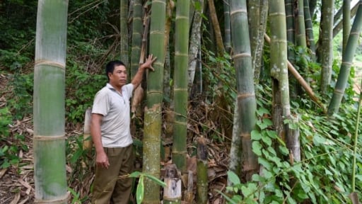 Những khu 'rừng ma' ở Sơn La: [Bài 2] Luật tục ở bản Kết Nà