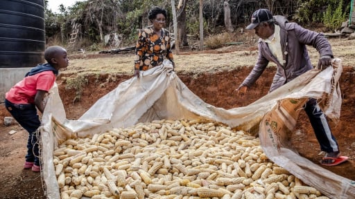 FAO Food Price Index dips in May amid lower cereal, sugar and vegetable oil prices