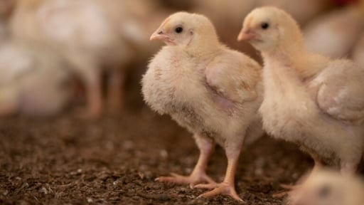 Challenges facing the Better Chicken Commitment