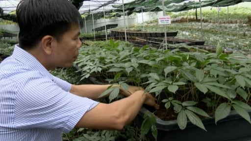 Phát triển bền vững dược liệu dưới tán rừng