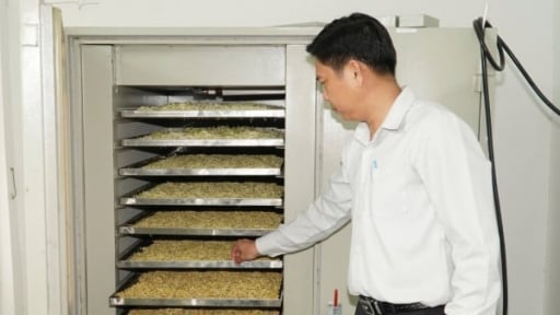 Đưa khoa học công nghệ nâng tầm giá trị lâm sản ngoài gỗ