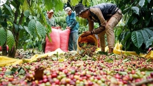 Xuất khẩu cà phê khởi sắc nửa đầu năm 2025