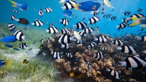Many fish are social, but pesticides are pushing them apart