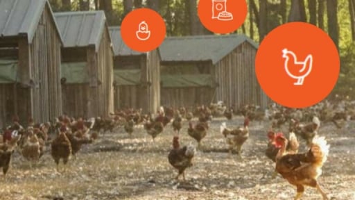 French cooperative sees opportunities in chicken