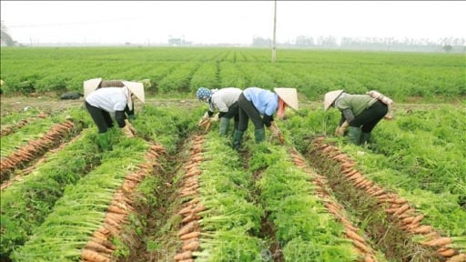 Đất trồng lúa có diện tích tối thiểu 50ha được phép xây dựng công trình
