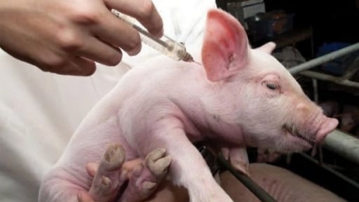 Preventing Japanese encephalitis in pigs with live vaccine