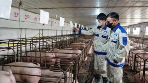 Detailed instructions on ASF vaccination are soon to be issued
