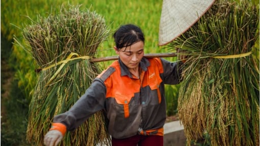 Cánh đồng đầy gió