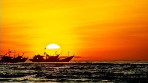 Những đôi cánh biển