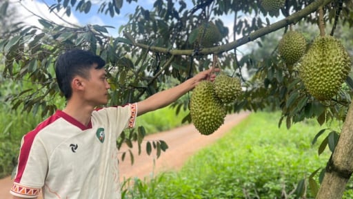 Nông nghiệp làm nền tảng xây dựng nông thôn mới ở Đắk Mil