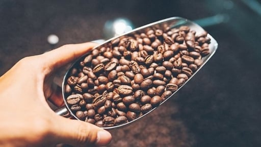 Coffee prices on August 14, 2025: Robusta surges