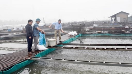 Tạo nền tảng vững chắc trong bảo vệ, phát triển nguồn lợi thủy sản bền vững