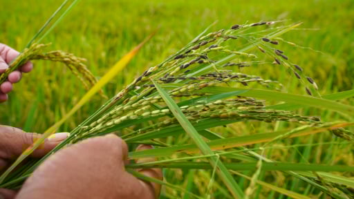 Chế phẩm vi sinh Bio Lacto EM: Quản lý và kiểm soát hiệu quả lúa cỏ
