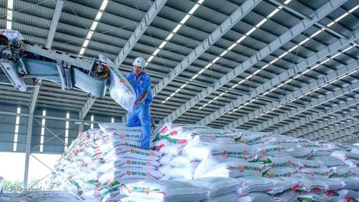 Bứt phá toàn diện, PVCFC giữ thế chủ lực trong mùa vụ hè thu