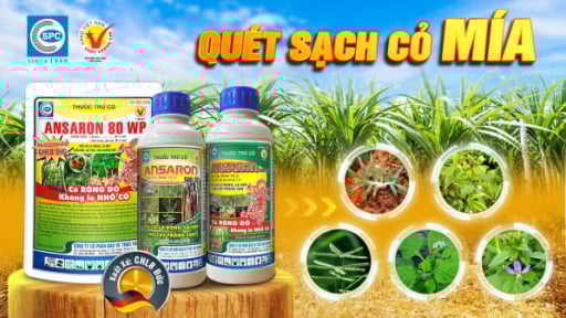 ANSARON 500SC - Thuốc trừ cỏ cho ruộng mía, khoai mì, cà phê
