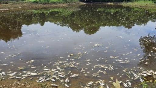 Trại lợn nghìn con đầu độc môi trường