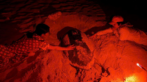 Sea turtle conservation in Nui Chua - Phuoc Binh National Park