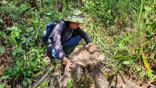 Ngăn chặn tình trạng xâm lấn đất rừng phòng hộ để trồng cây