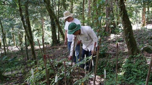 Quang Nam hosts the first Ngoc Linh ginseng and herbal medicine international festival