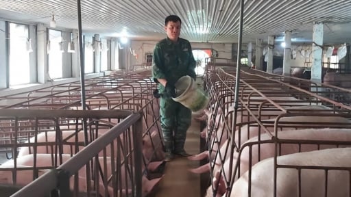 Kiểm soát dịch bệnh hiệu quả bằng nuôi heo chuồng lạnh
