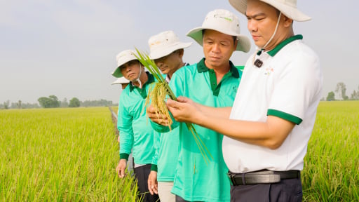 Lúa sạch, năng suất cao nhờ thuốc sinh học