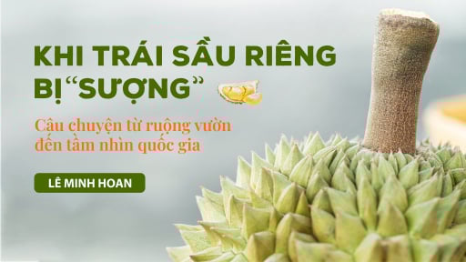 Khi trái sầu riêng bị 'sượng'