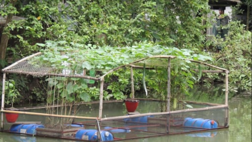 IFCAS - Bí quyết tận dụng ao hồ, tăng gấp đôi thu nhập