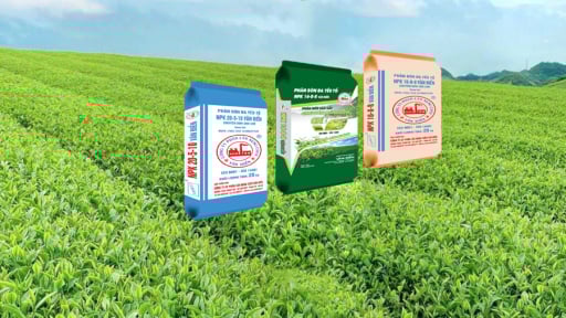 Khuyến cáo sử dụng Phân bón Văn Điển cho cây chè miền Bắc