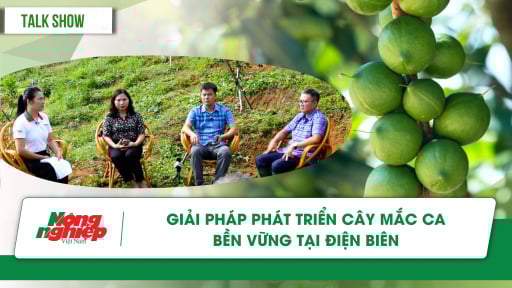 Chuyên gia giải đáp về phát triển cây mắc ca bền vững tại Điện Biên