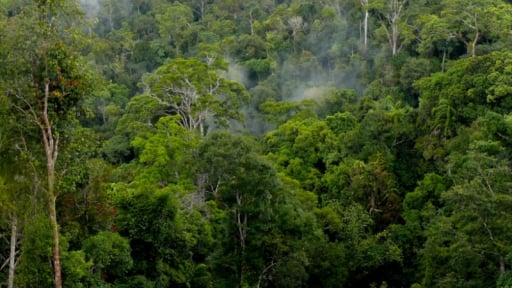 Establishing a legal framework for forest carbon credits